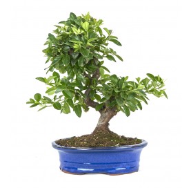 Pyracantha angustifolia. Bonsai 10 Jahre. Feuerdorn