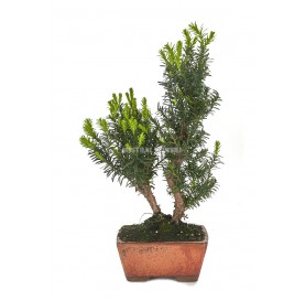 Taxus media. Bonsai 12...