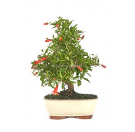 Punica granatum nana. Bonsai 10 years. Dwarf pomegranate