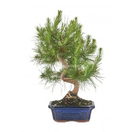 Pinus halepensis. Bonsaï 9 ans. Pin d'Alep ou Pin blanc