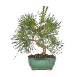 Pinus thunbergii. Bonsai 10 years. Japanese black pine