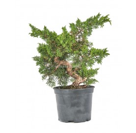 Juniperus chinensis kyushu. Prebonsai 14 Jahre. Chinesischer Wacholder