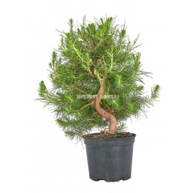 Pinus halepensis. Prebonsaï 9 Ans. Pin d´Alep