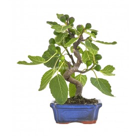 Ficus carica. Bonsaï 7 ans. Figuier