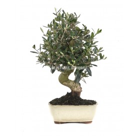 Olea europaea. Bonsai 13 Jahre. Olivenbaum