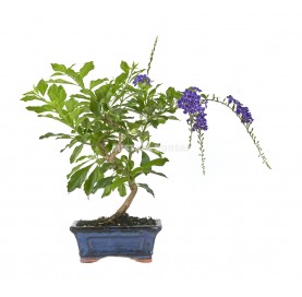 Durantha repens. Bonsai 7 years. Duranta or Geisha Girl