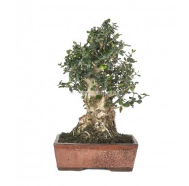 Olea europaea sylvestris. Bonsai 19 Jahre. Wildolive.