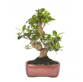 Gardenia. Bonsai 17 Jahre. Gardenie