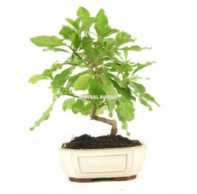 Durantha repens. Bonsai 8...