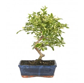 Durantha repens variegata. Bonsai 9 years. Duranta or Geisha Girl.