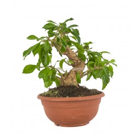 Durantha repens. Bonsai 13...