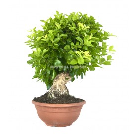 Durantha repens aurea. Bonsai 18 Jahre. Taubenbeere.