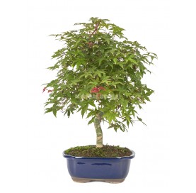 Acer palmatum deshojo. Bonsai 20 years. Japanese Red Maple.