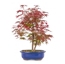 Acer palmatum deshojo. Bonsai 13 Jahre. Japanischer Fächerahorn.