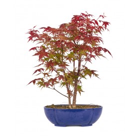 Acer palmatum deshojo. Bonsái 10 años. Arce japonés palmeado.