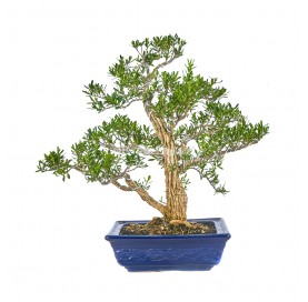 Buxus harlandii. Bonsai 22 Jahre. Indonesischer Buchsbaum.