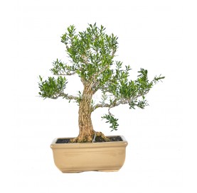 Buxus harlandii. Bonsai 21 years. Harland boxwood.