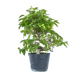 Carpinus coreana. Bonsai 16 Jahre. Hainbuche.