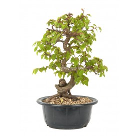 Carpinus coreana. Bonsaï 19 Ans. Charme.