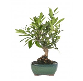 Citrus kinzu. Bonsai 10 years. Hong Kong kumquat or Kinzu.