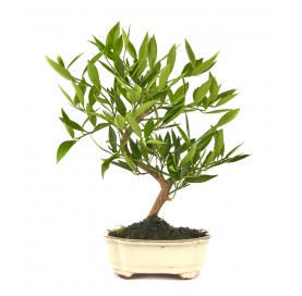 Citrus llimencuat. Bonsai 8 Jahre. Zitronenbaum.