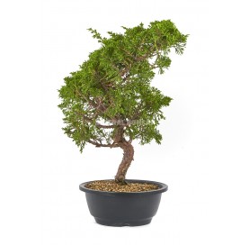 Juniperus chinensis Itoigawa. Bonsaï 17 ans. Genévrier de Chine.