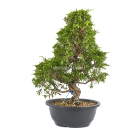 Juniperus chinensis Itoigawa. Bonsaï 19 Ans. Genévrier de Chine.