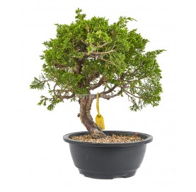 Juniperus chinensis...