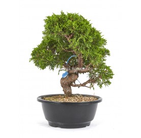 Juniperus chinensis...