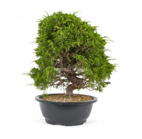 Juniperus chinensis...