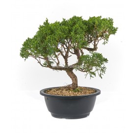 Juniperus chinensis kyushu. Bonsái 12 años. Enebro.