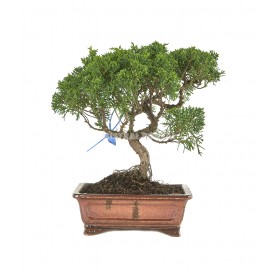 Juniperus chinensis kyushu. Bonsai 12 Jahre. Chinesischer Wacholder.