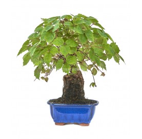 Parthenocisus tricuspidata. Bonsai 9 Jahre. Dreispitzige Jungfernrebe.