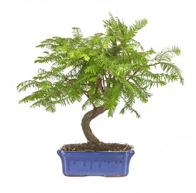 Metasequoia glyptostroboides. Bonsai 12 Jahre. Urweltmammutbaum.