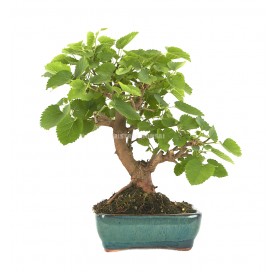 Morus sp. Bonsai 8 years. Mulberry tree.