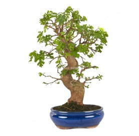 Morus sp. Bonsai 20 years. Mulberry tree.