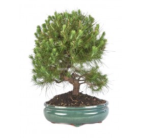 Pinus halepensis. Bonsaï 14 ans. Pin d'Alep ou Pin blanc.