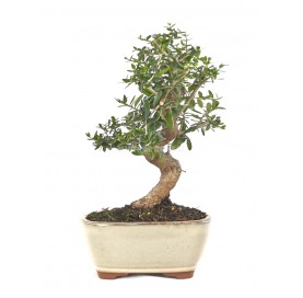 Olea europaea sylvestris. Bonsai 9 Jahre. Wildolive