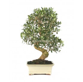 Olea europaea. Bonsai 18 Jahre. Olivenbaum