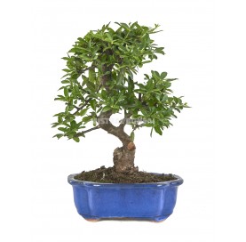 Pyracantha coccinea. Bonsai 10 Jahre. Feuerdorn