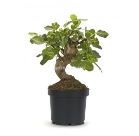 Ficus carica. Prebonsaï 17...