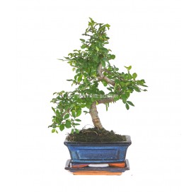 Zelkova parvifolia. Bonsai 6 Jahre. Japanische Ulme