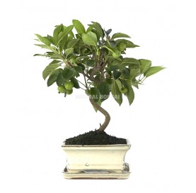 Malus. Bonsai 7 Jahre. Zierapfel