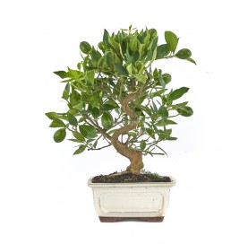 Citrus llimencuat. Bonsai 14 Jahre. Zitronenbaum.