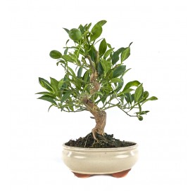 Citrus llimencuat. Bonsai 12 Jahre. Zitronenbaum.