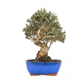 Olea europaea sylvestris. Bonsai 14 Jahre. Wildolive