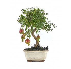 Punica granatum. Bonsai 8...