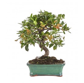 Pyracantha. Bonsai 10...