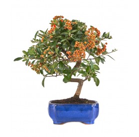 Pyracantha. Bonsái 7 años....