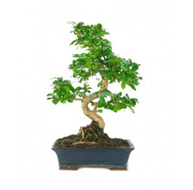 Carmona microphylla. Bonsaï 16 Ans. Arbre à thé, Fukien tea, arbuste scorpion.